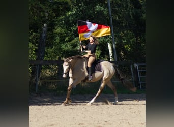 Appaloosa, Wallach, 13 Jahre, 163 cm, Buckskin