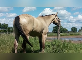 Appaloosa, Wallach, 13 Jahre, 163 cm, Buckskin
