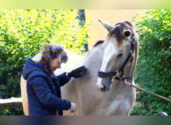 Appaloosa, Wallach, 13 Jahre, 163 cm, Buckskin