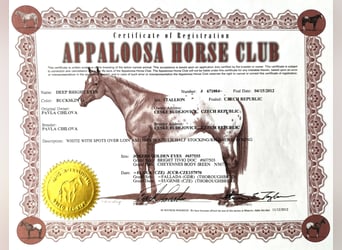 Appaloosa, Wallach, 13 Jahre, 163 cm, Buckskin