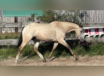 Appaloosa, Wallach, 13 Jahre, 163 cm, Buckskin
