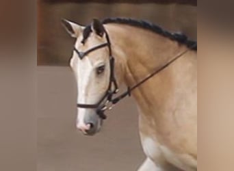 Appaloosa, Wallach, 13 Jahre, 163 cm, Buckskin