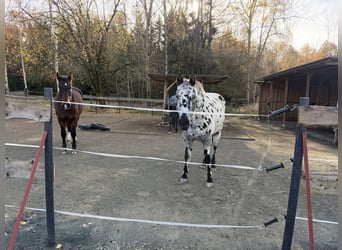Appaloosa, Wallach, 13 Jahre, 163 cm, Tigerschecke
