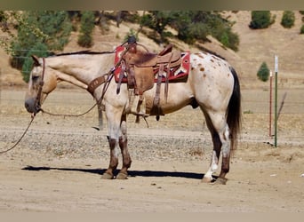 Appaloosa, Wallach, 14 Jahre, 135 cm, Buckskin