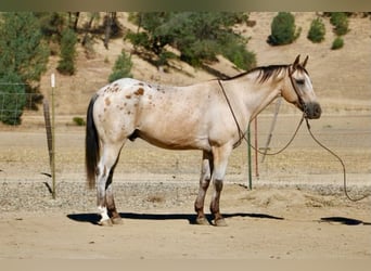 Appaloosa, Wallach, 14 Jahre, 135 cm, Buckskin