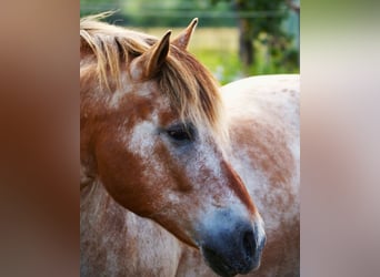 Appaloosa Mix, Wallach, 14 Jahre, 142 cm