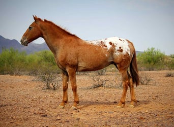 Appaloosa, Wallach, 14 Jahre, 152 cm, Dunkelfuchs