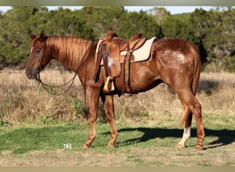 Appaloosa, Wallach, 14 Jahre, 152 cm, Roan-Red