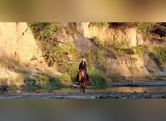 Appaloosa, Wallach, 14 Jahre, 152 cm, Roan-Red