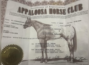 Appaloosa, Wallach, 14 Jahre, 152 cm, Roan-Red