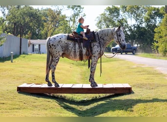 Appaloosa, Wallach, 14 Jahre, 152 cm