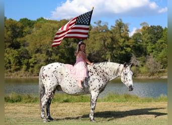 Appaloosa, Wallach, 14 Jahre, 152 cm