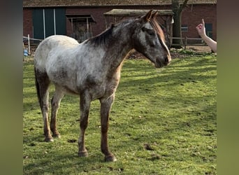 Appaloosa, Wallach, 14 Jahre, 158 cm