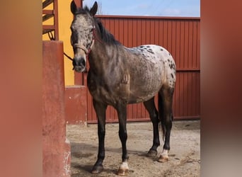 Appaloosa Mix, Wallach, 14 Jahre, 160 cm, Roan-Bay