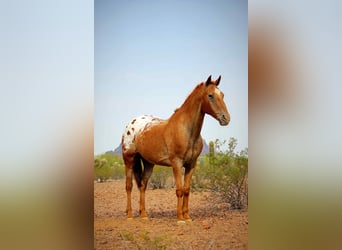 Appaloosa, Wallach, 15 Jahre, 152 cm, Dunkelfuchs