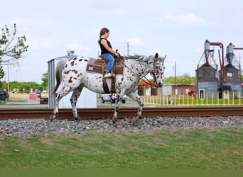 Appaloosa, Wallach, 15 Jahre, 152 cm, Tigerschecke