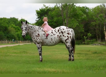 Appaloosa, Wallach, 15 Jahre, 152 cm, Tigerschecke