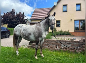 Appaloosa, Wallach, 15 Jahre, 155 cm, Dunkelfuchs