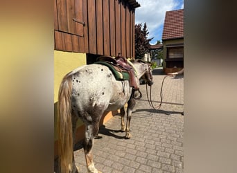 Appaloosa, Wallach, 15 Jahre, 155 cm, Dunkelfuchs