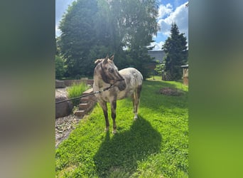 Appaloosa, Wallach, 15 Jahre, 155 cm, Dunkelfuchs