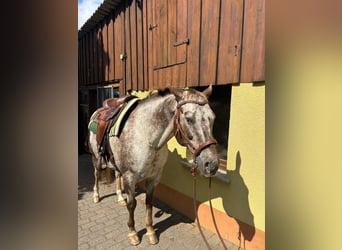 Appaloosa, Wallach, 15 Jahre, 155 cm, Dunkelfuchs