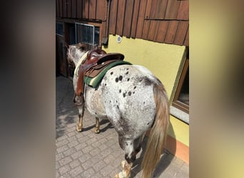 Appaloosa, Wallach, 15 Jahre, 155 cm, Dunkelfuchs