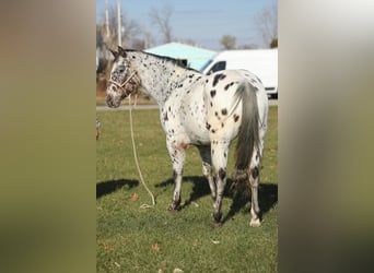 Appaloosa, Wallach, 15 Jahre, 155 cm, Rotbrauner