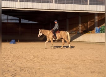 Appaloosa, Wallach, 15 Jahre, 157 cm, Palomino