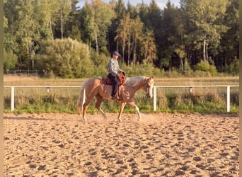 Appaloosa, Wallach, 15 Jahre, 157 cm, Palomino
