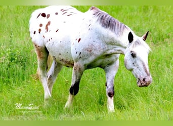Appaloosa, Wallach, 15 Jahre, 163 cm