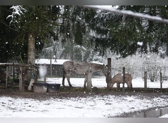 Appaloosa Mix, Wallach, 16 Jahre, 153 cm, Tigerschecke