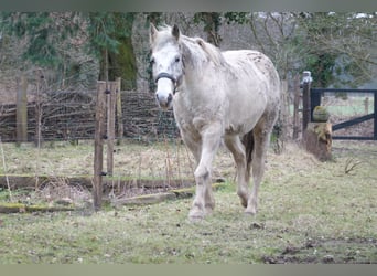 Appaloosa Mix, Wallach, 16 Jahre, 153 cm, Tigerschecke
