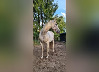 Appaloosa Mix, Wallach, 16 Jahre, 153 cm, Tigerschecke