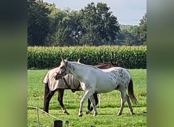 Appaloosa Mix, Wallach, 16 Jahre, 153 cm, Tigerschecke