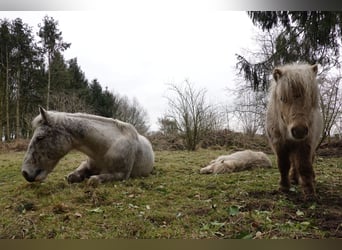 Appaloosa Mix, Wallach, 16 Jahre, 153 cm, Tigerschecke