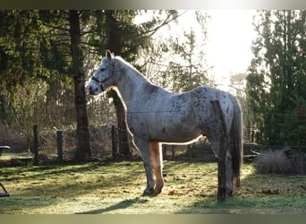 Appaloosa Mix, Wallach, 16 Jahre, 153 cm, Tigerschecke