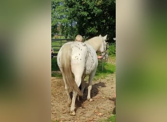 Appaloosa Mix, Wallach, 16 Jahre, 153 cm, Tigerschecke