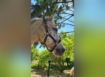 Appaloosa Mix, Wallach, 16 Jahre, 153 cm, Tigerschecke