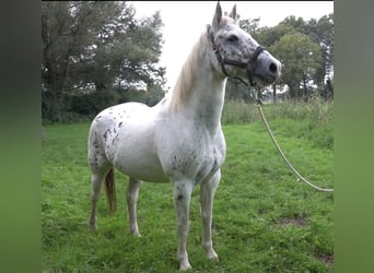 Appaloosa Mix, Wallach, 16 Jahre, 153 cm, Tigerschecke