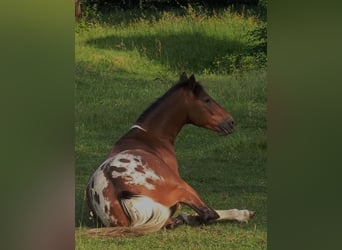 Appaloosa Mix, Wallach, 16 Jahre, 155 cm