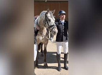 Appaloosa Mix, Wallach, 16 Jahre, 160 cm, Tigerschecke