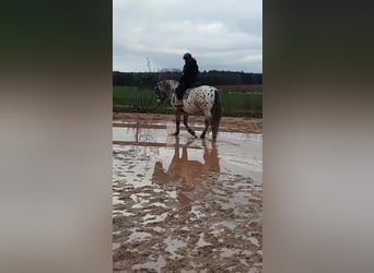 Appaloosa Mix, Wallach, 16 Jahre, 160 cm, Tigerschecke