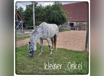 Appaloosa, Wallach, 17 Jahre, 138 cm, Tigerschecke
