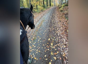 Appaloosa, Wallach, 17 Jahre, 155 cm