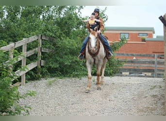 Appaloosa, Wallach, 17 Jahre, 157 cm, Rotfuchs