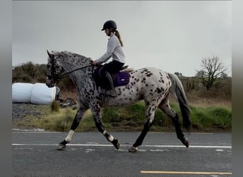 Appaloosa, Wallach, 17 Jahre, 165 cm, Tigerschecke