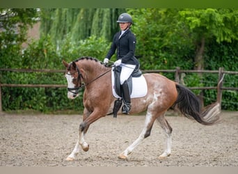Appaloosa, Wallach, 18 Jahre, 160 cm, Tigerschecke
