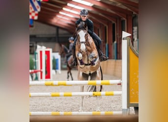 Appaloosa, Wallach, 18 Jahre, 160 cm, Tigerschecke