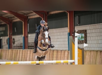 Appaloosa, Wallach, 18 Jahre, 160 cm, Tigerschecke