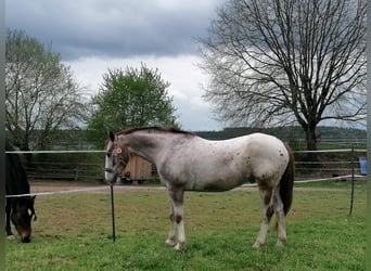 Appaloosa, Wallach, 19 Jahre, 155 cm, Roan-Red